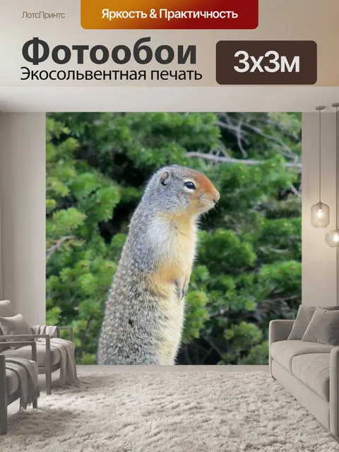 Фотообои Луговая собачка