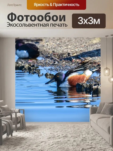 Фотообои Животное