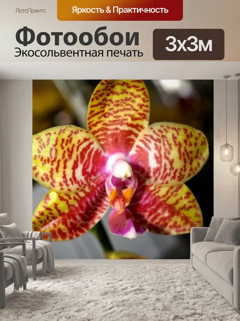 Фотообои Фото цветка орхидеи