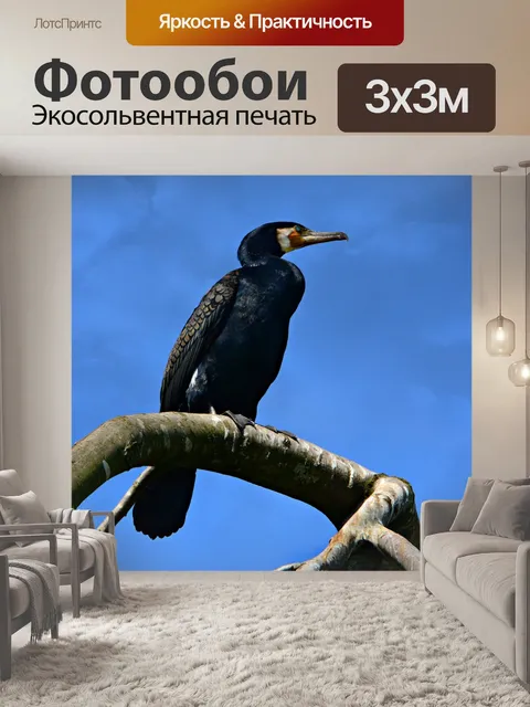 Фотообои Баклан
