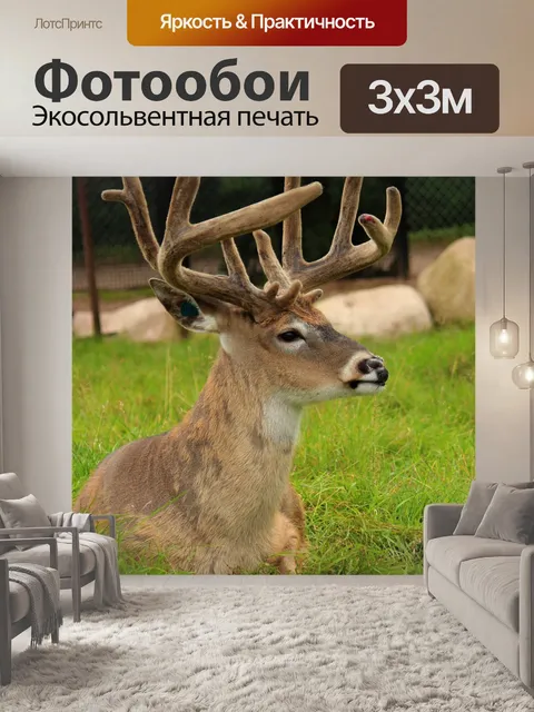 Фотообои Белый хвост оленя