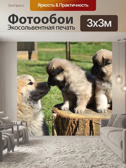 Фотообои Собака