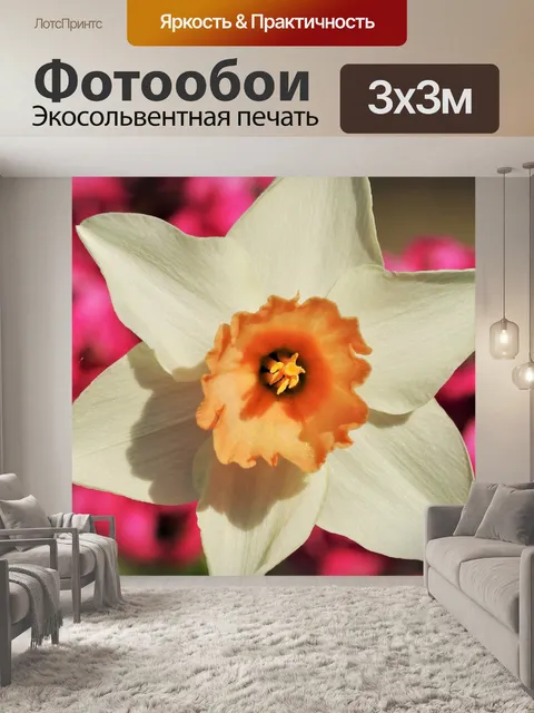 Фотообои Белый нарцисс на розовом крупным планом