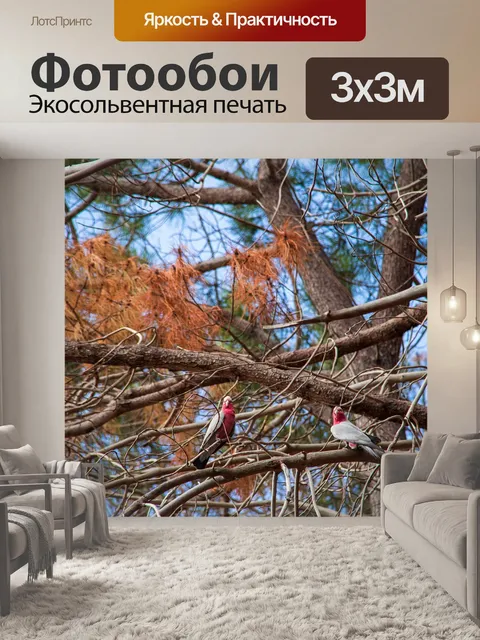 Фотообои Птицы