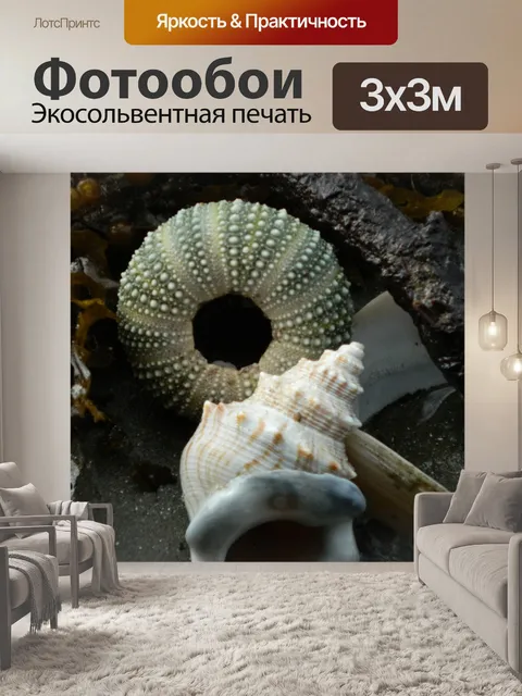 Фотообои Морские раковины