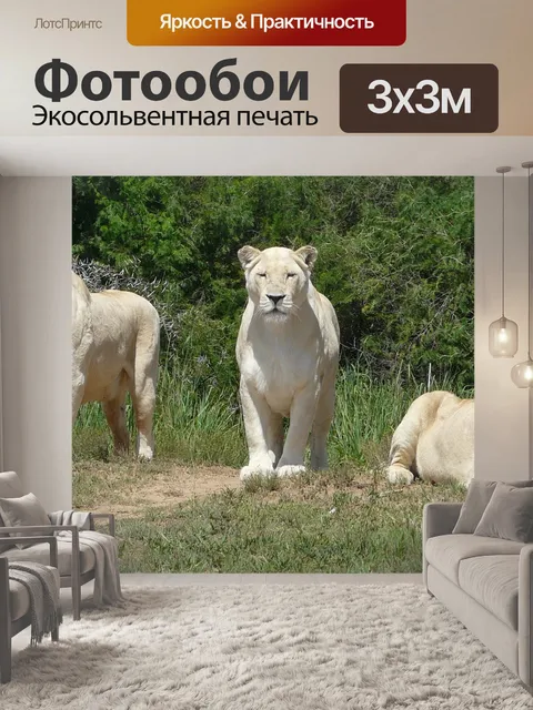 Фотообои Белые львы