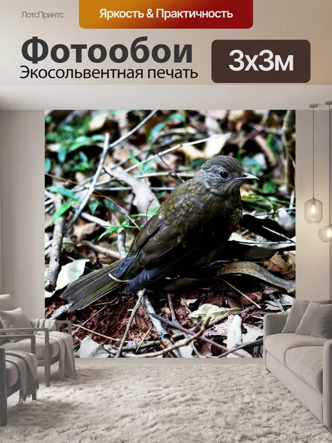 Фотообои Птица