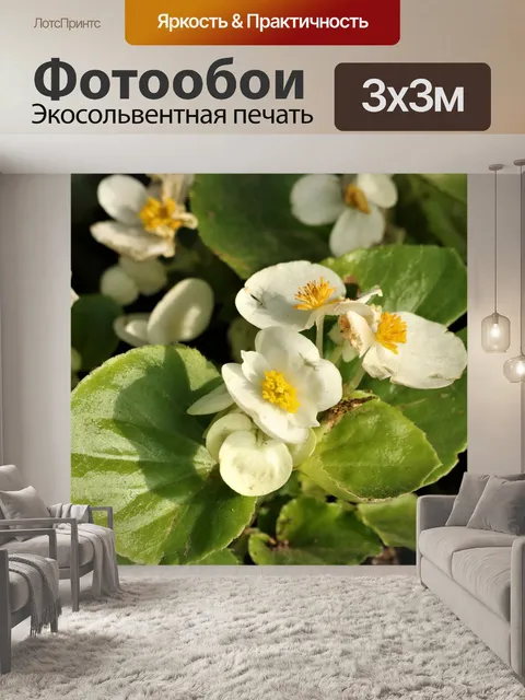 Фотообои Белые цветы бегонии крупным планом
