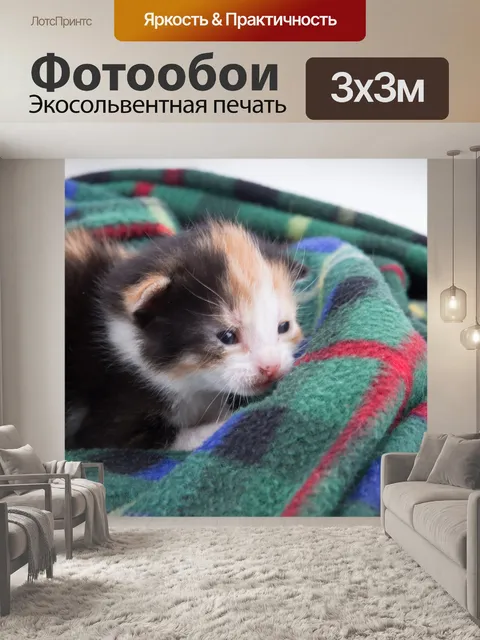 Фотообои Красивая кошка