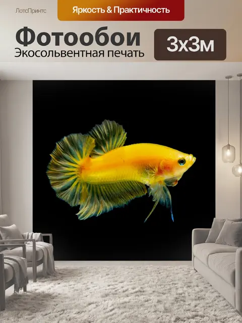 Фотообои Бойцовая рыбка желтый