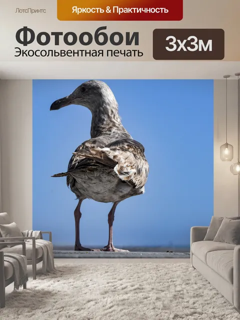 Фотообои незрелая чайка