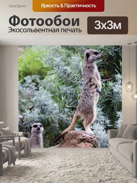Фотообои Сурикаты
