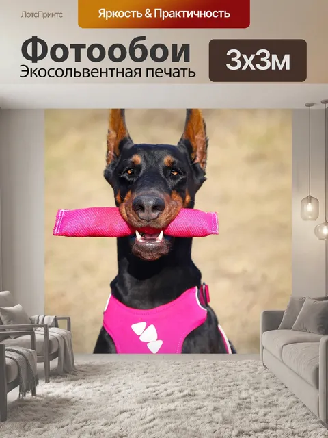 Фотообои Доберман