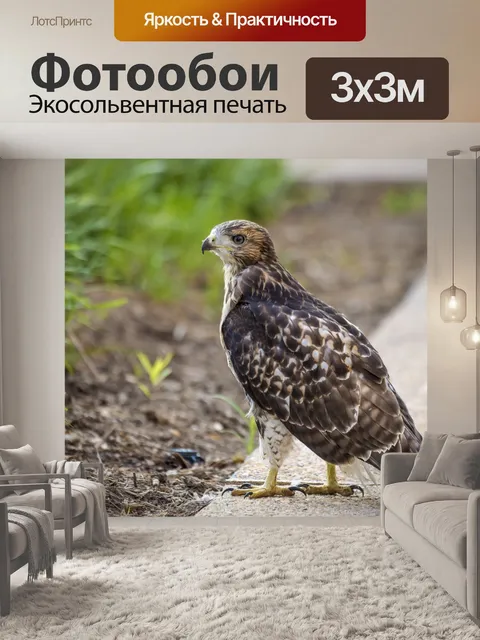 Фотообои ястреб