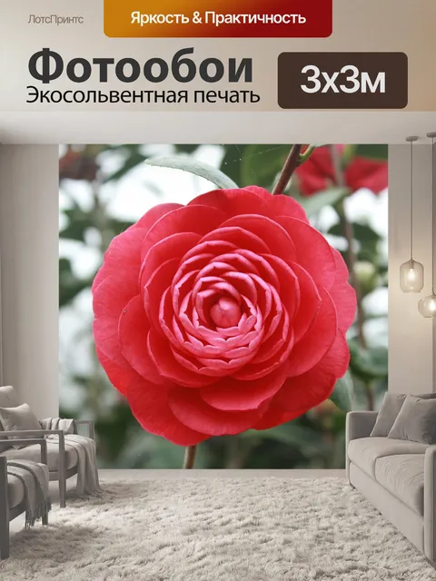 Фотообои Камелия