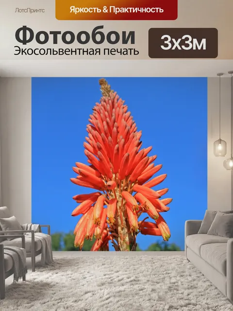 Фотообои красный горячий покер цветок