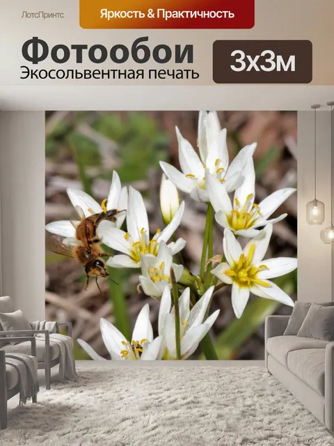 Фотообои Пчела на белых полевых цветах