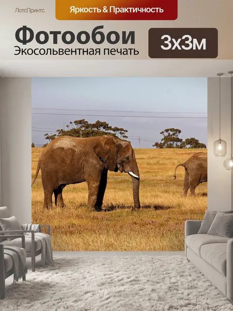 Фотообои Слон
