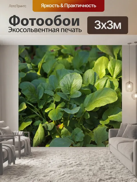 Фотообои игра солнечного света на листьях редьки