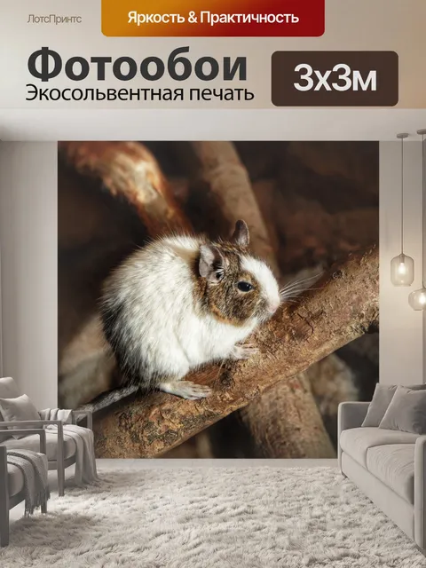 Фотообои Дегу грызун домашнее животное мило