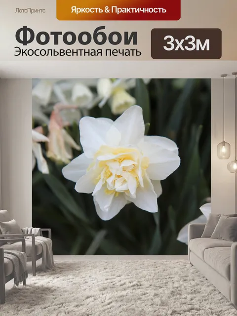 Фотообои Нарцисс