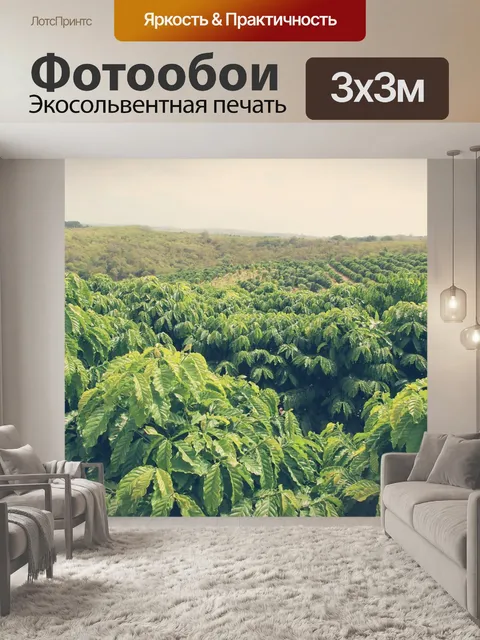 Фотообои Кофейное дерево