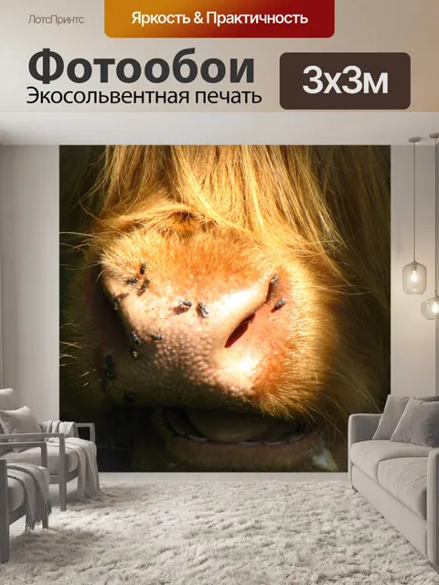 Фотообои Морда коровы горные