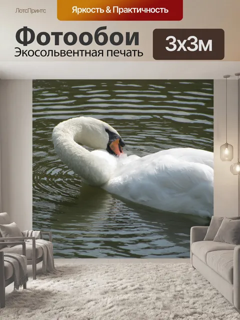 Фотообои Белый лебедь