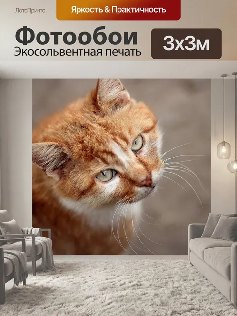 Фотообои Кот