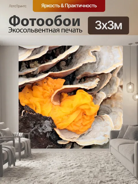 Фотообои Желтый желе Грибок крупным планом