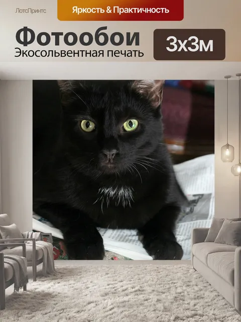 Фотообои Кот