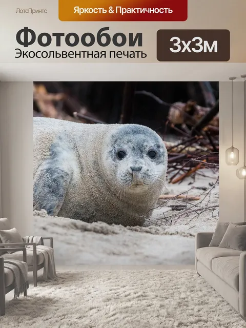 Фотообои Серый тюлень