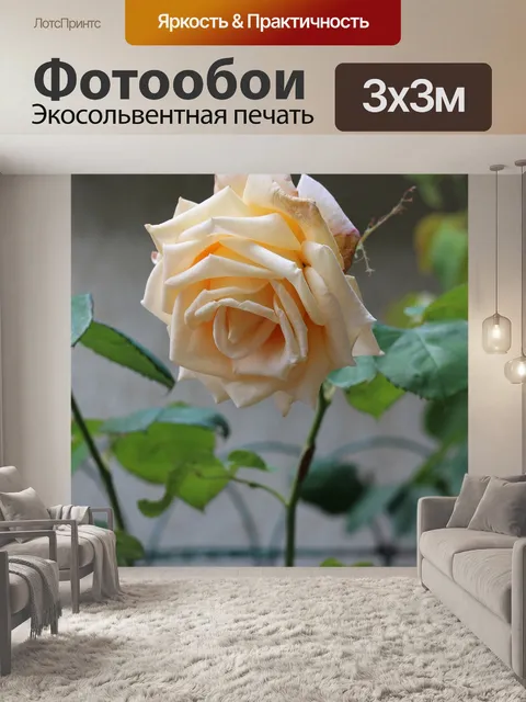 Фотообои Кремовая роза