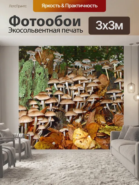 Фотообои Грибы осенью