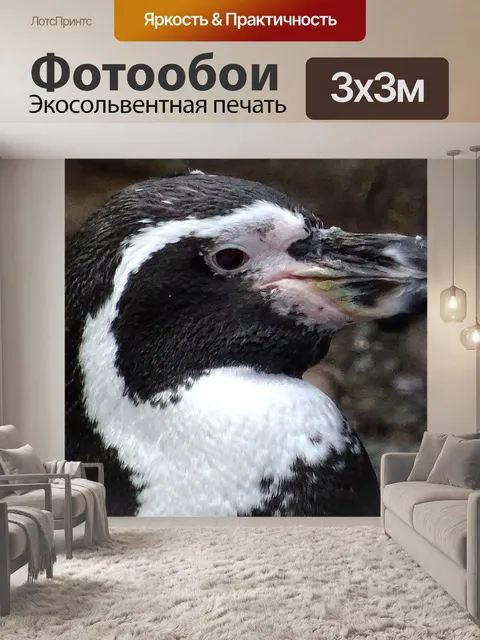 Фотообои Пингвин крупным планом