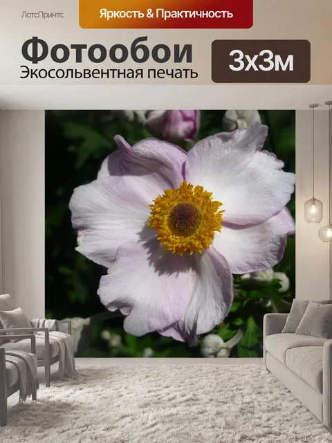Фотообои Японская анемона