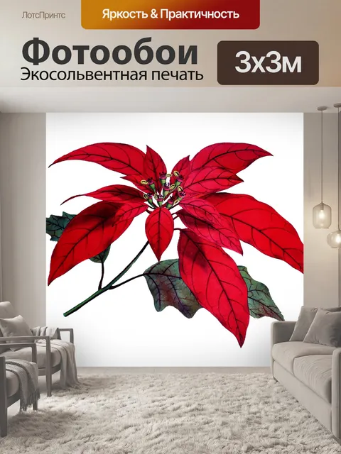 Фотообои Пуансеттия Рождественский Цветок Винтаж