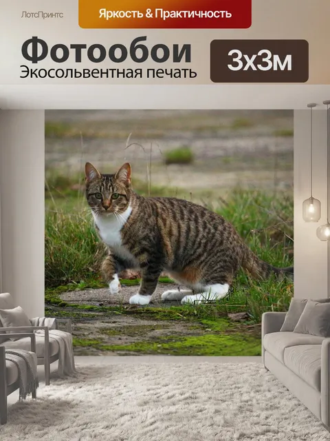 Фотообои Кот