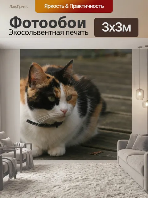 Фотообои Кошка