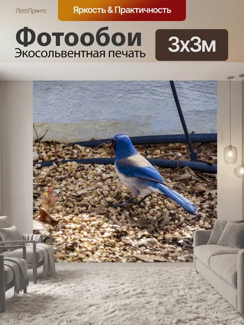 Фотообои Голубая сойка