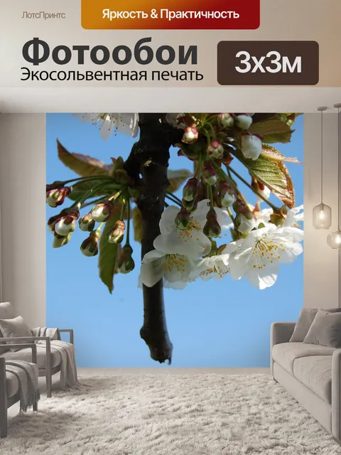 Фотообои Береза