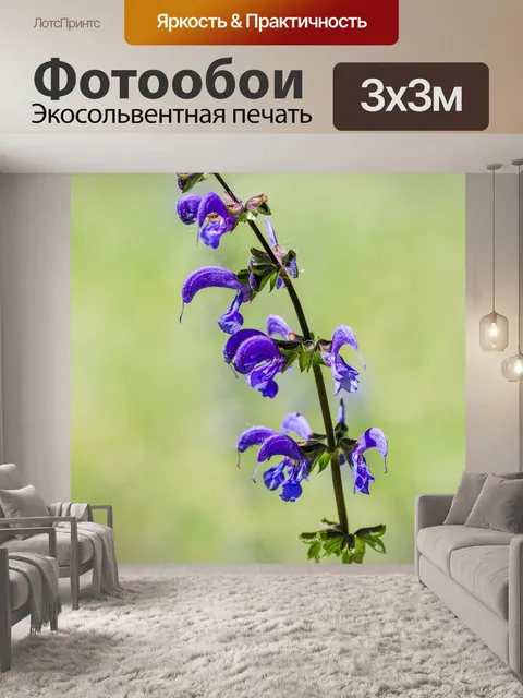Фотообои Шалфей