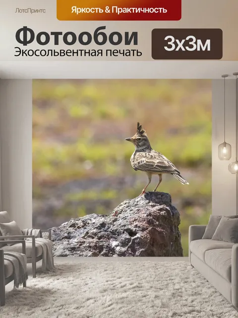 Фотообои Жаворонок