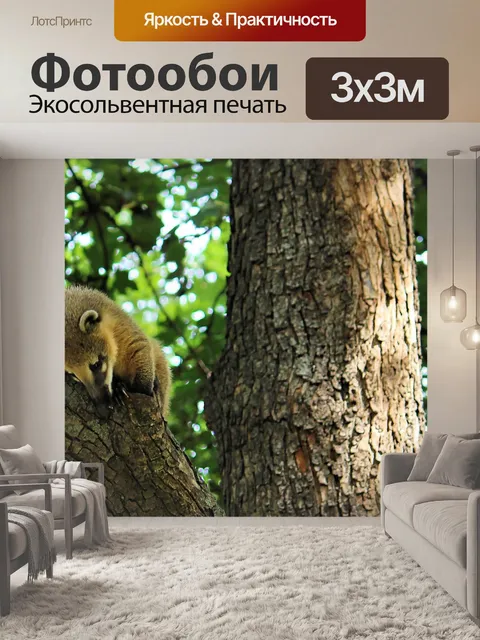 Фотообои Коати