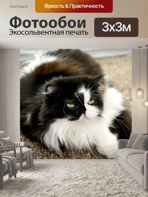 Фотообои Гималайский персидский