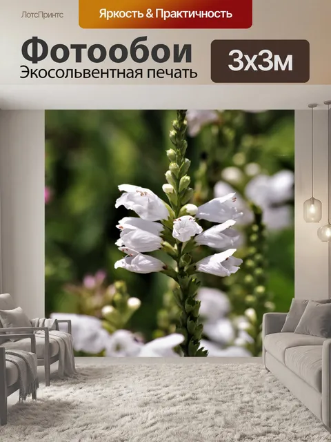 Фотообои Белый Сальвия Цветы крупным планом