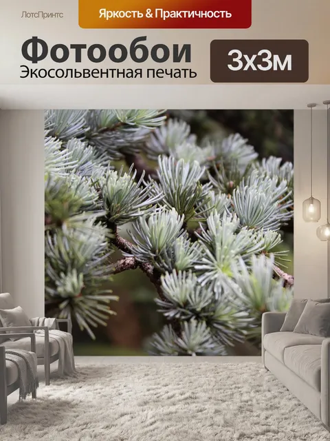 Фотообои Вечнозеленый