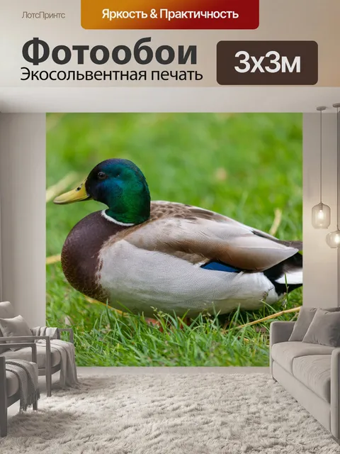 Фотообои Малдайская утка
