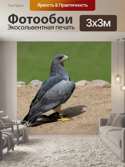 Фотообои Синий канюк