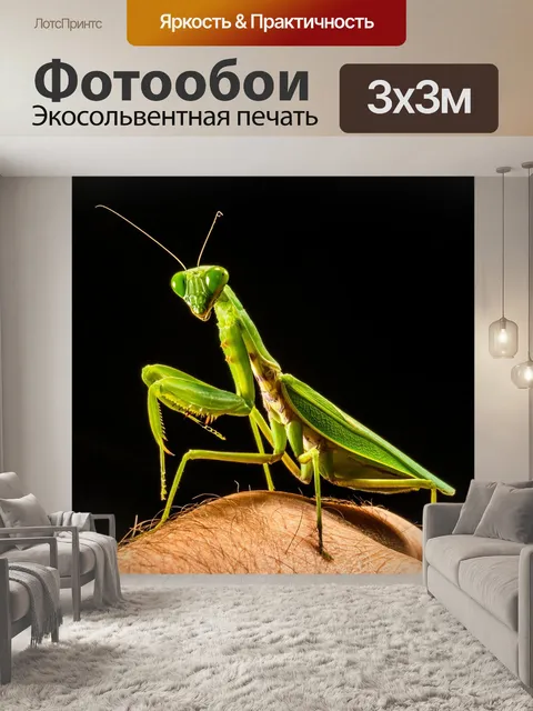 Фотообои Богомол